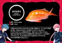 「マグメル深海水族館」仕様の種名板。