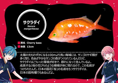 「マグメル深海水族館」仕様の種名板。