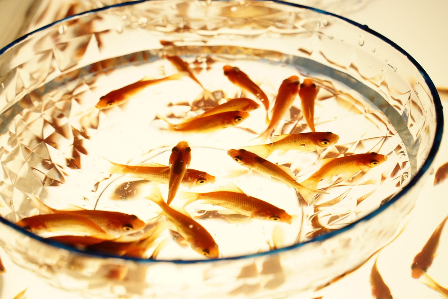 金魚の1種“小赤”。
