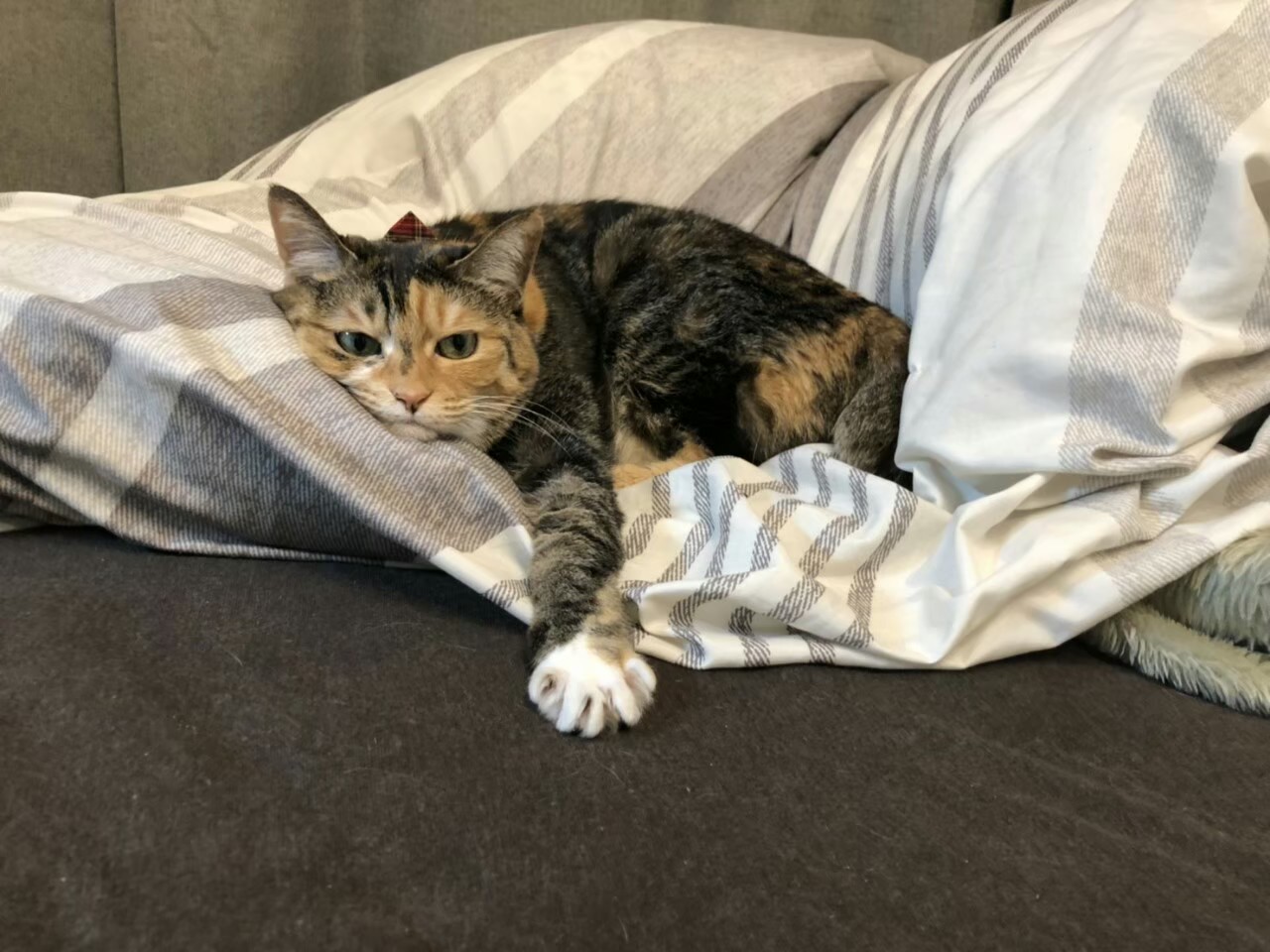 トルコ