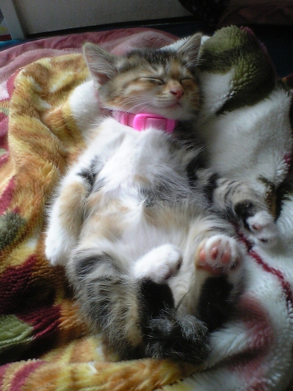 赤ちゃんの頃のトルコ。