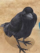 カラス（CV：杉田智和）