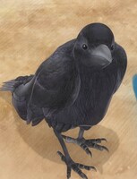 カラス（CV：杉田智和） (c)Noovo Inc. / 青い羽みつけた！製作委員会