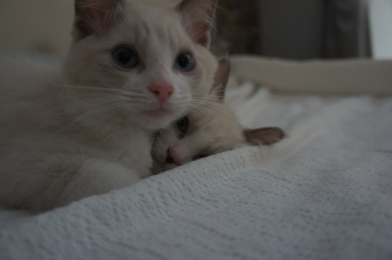 若かりし日のごましお。