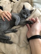 若かりし頃のそば。