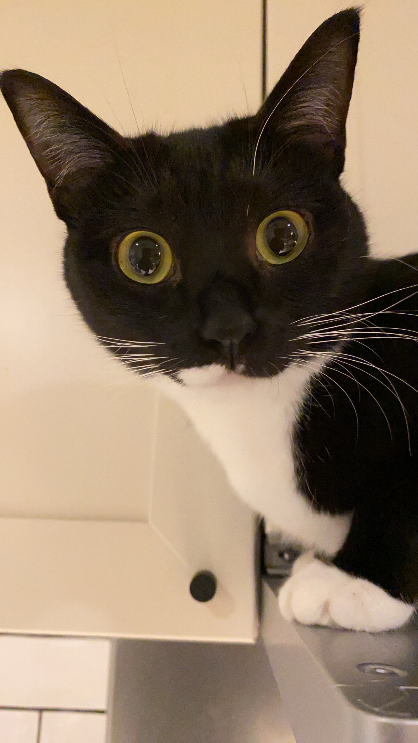 のり