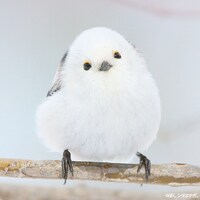 ぼく、シマエナガ。