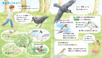 「青い羽みつけた！―さがしてみよう 身近な鳥たち―」試し読み。