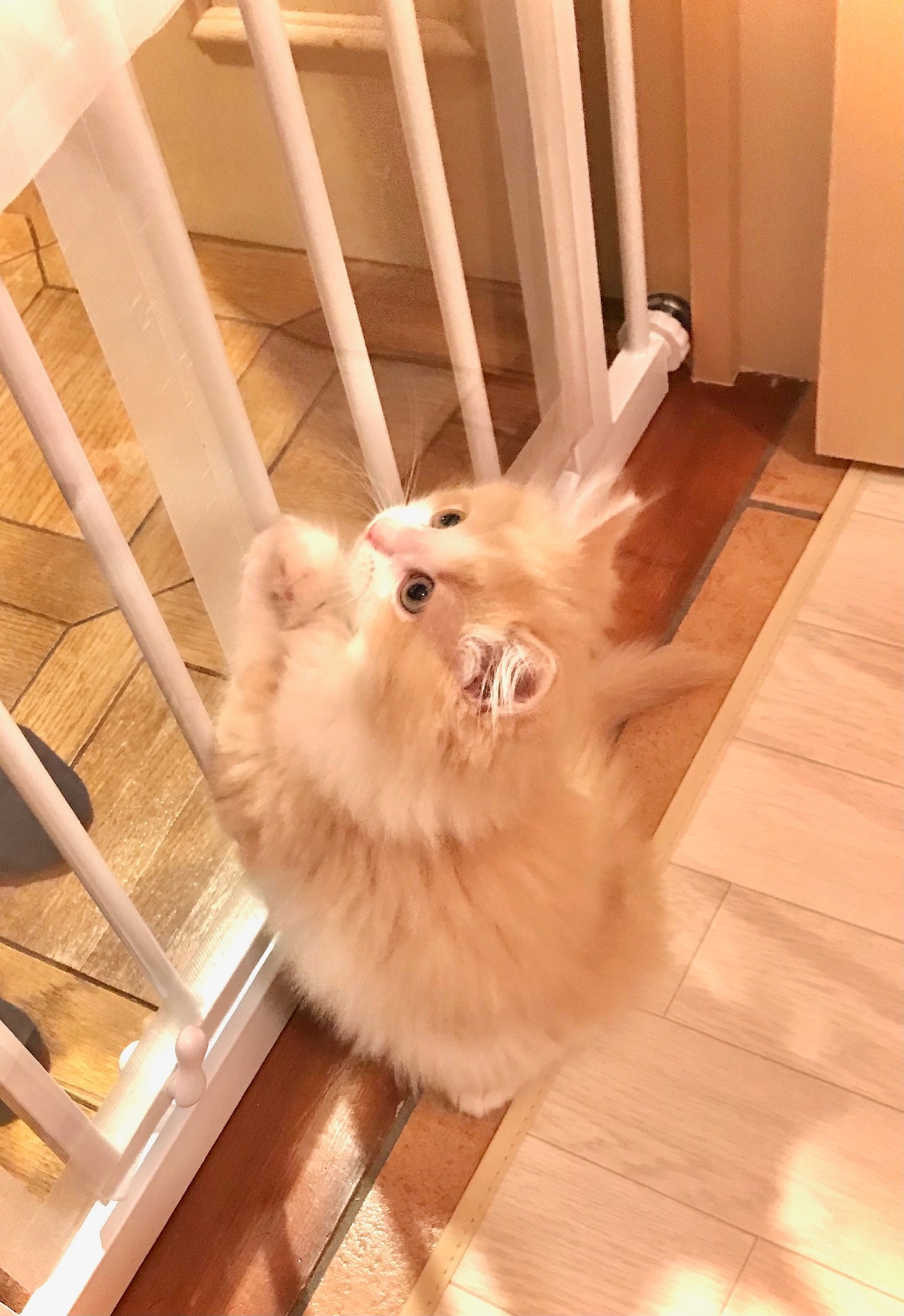 ちゅちゅ麻呂