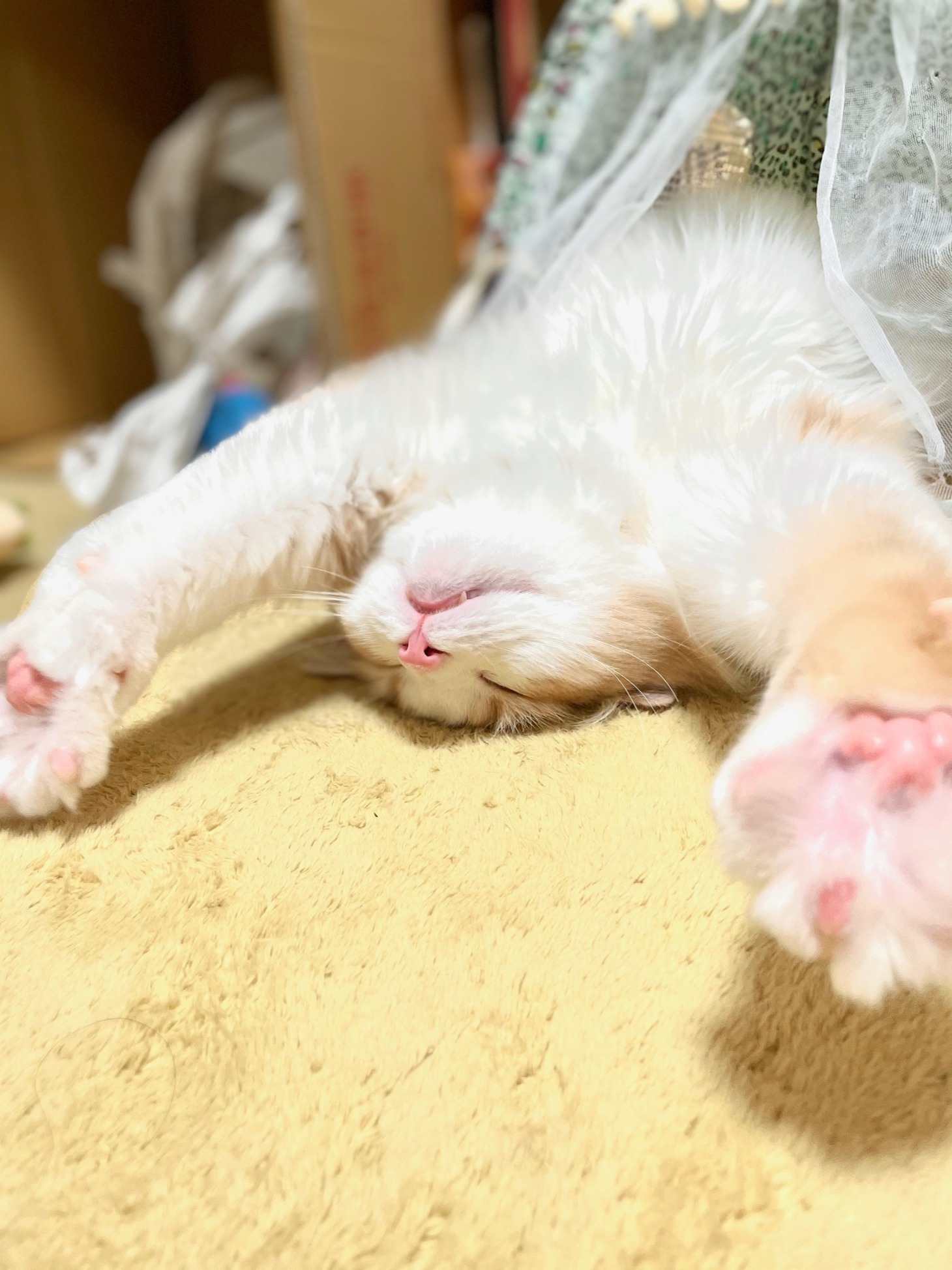 ちゅちゅ麻呂
