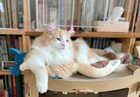 さいとうちほ×ちゅちゅ麻呂