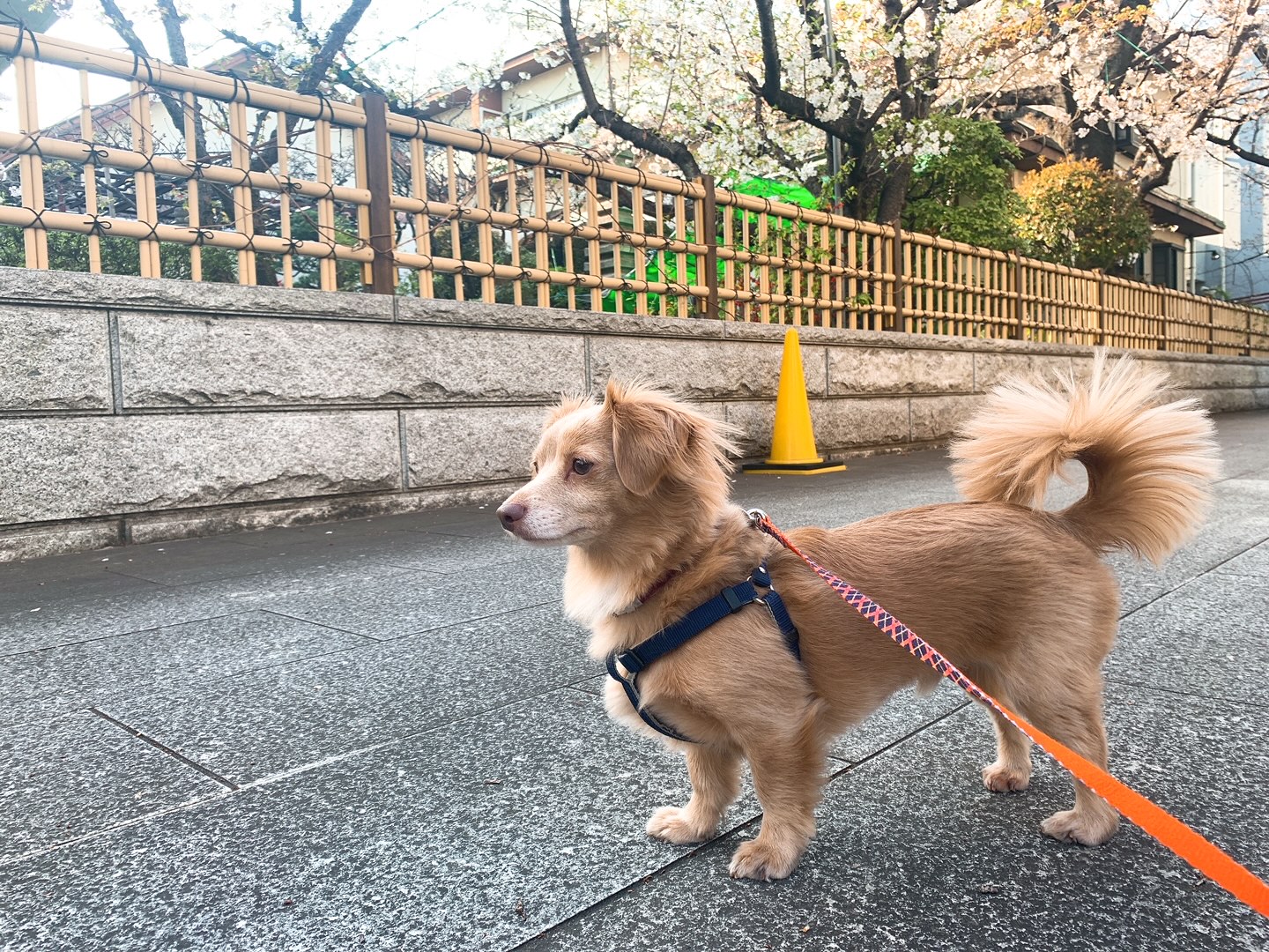 まめ太