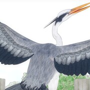 短編アニメ「青い羽みつけた!」アオサギ役に嶋村侑、第1話をYouTubeで無料公開