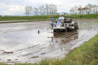 「あきたこまち プリティー米」の田植えの様子。