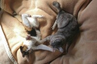 左からうに、ふみ。(c)谷口菜津子