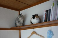 左からふみ、うに。