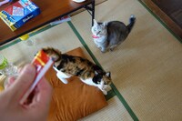 左からうに、ふみ。