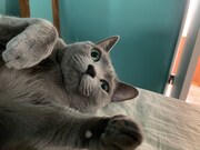 おまけのぐるちゃん。