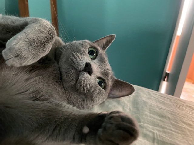 おまけのぐるちゃん。