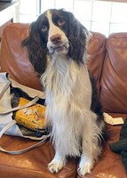 口元のたるみが吠えたはずみで巻き込まれてしまう飼い主イチオシの瞬間。