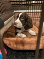 赤ちゃんのときのモーグくん。