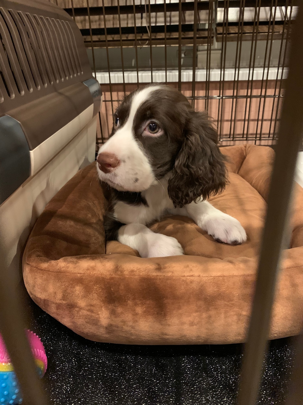 赤ちゃんのときのモーグくん。