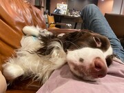 リラックスしているモーグくん。