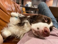 リラックスしているモーグくん。