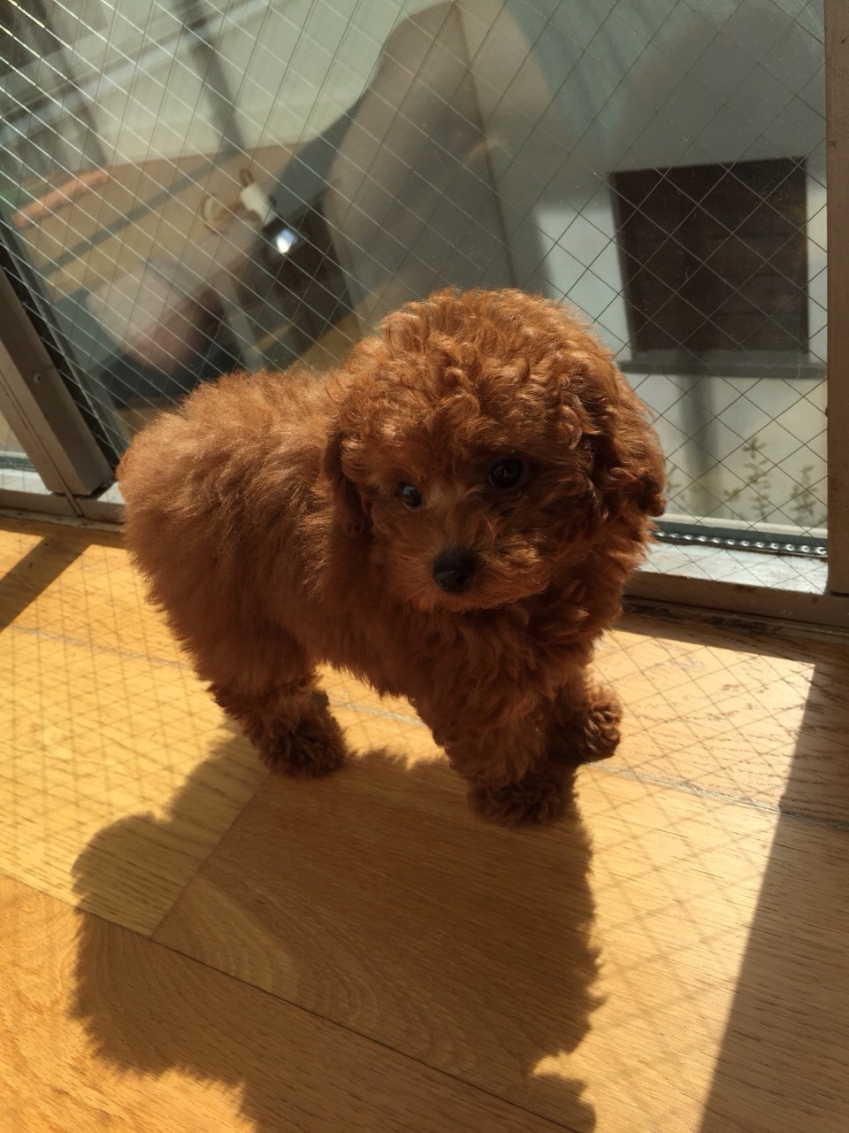 ブラン0歳