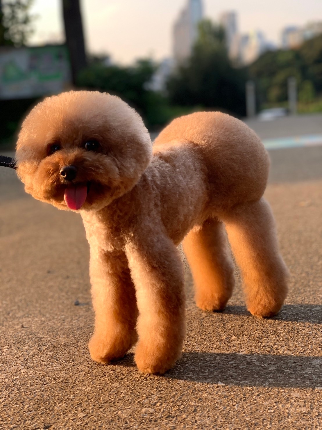 ブラン