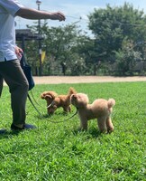 ブランとドレ。