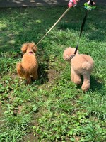 散歩中のブランとドレ。