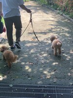 散歩中のブランとドレ。