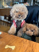 ブラン（左）とドレ（右）。