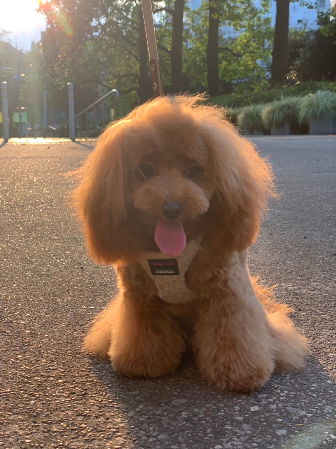 ドレ