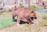 小さい頃のジロウ。