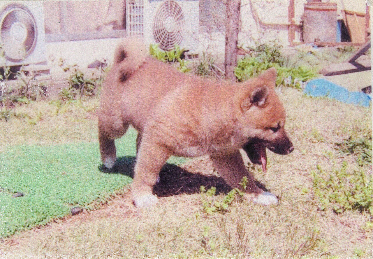 小さい頃のジロウ。