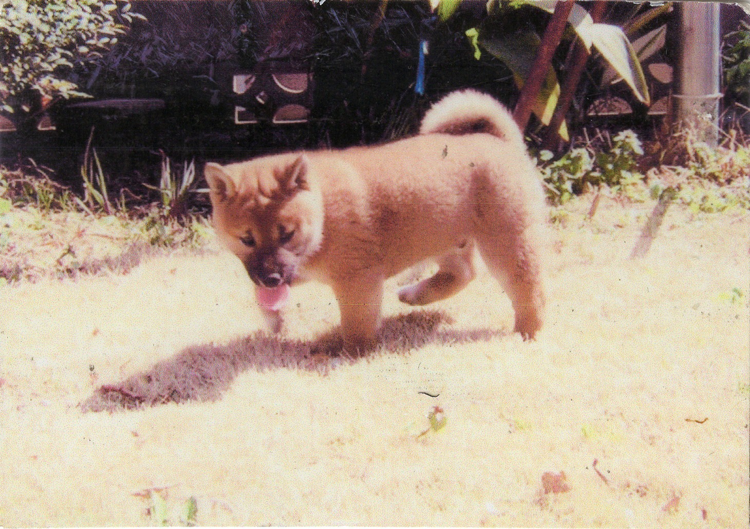 小さい頃のジロウ。