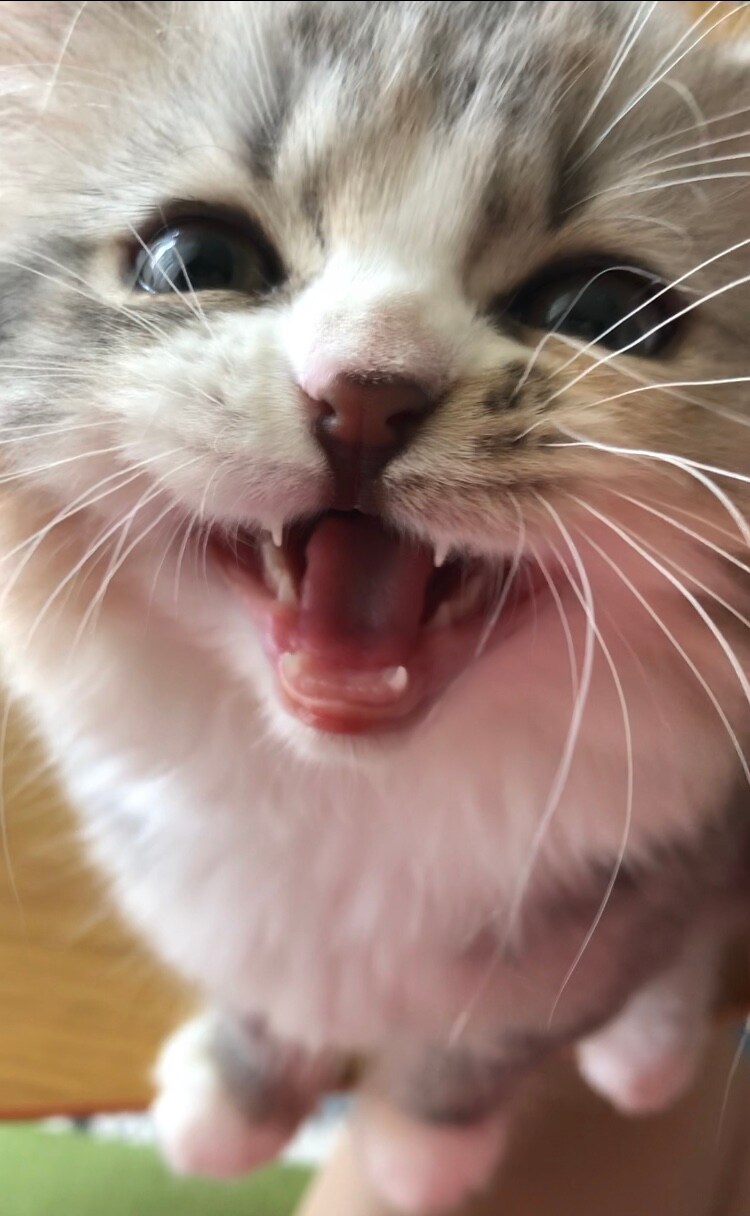 小さい頃のエメ。