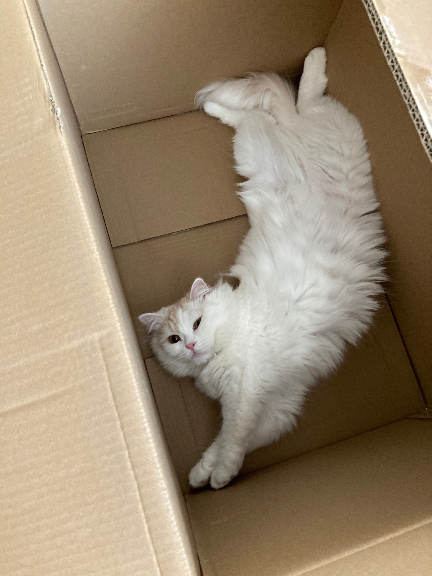 ノエル