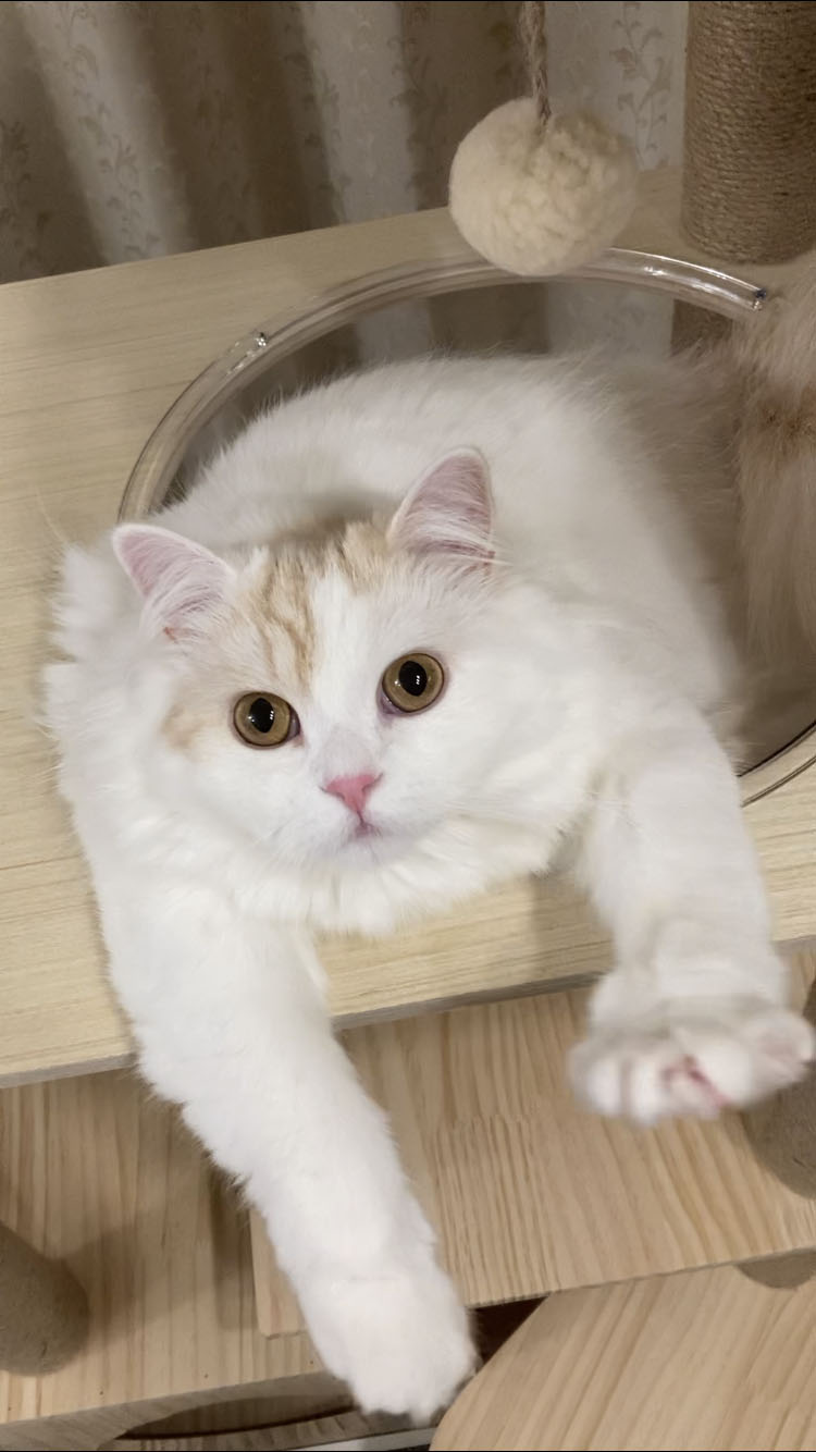 ノエル