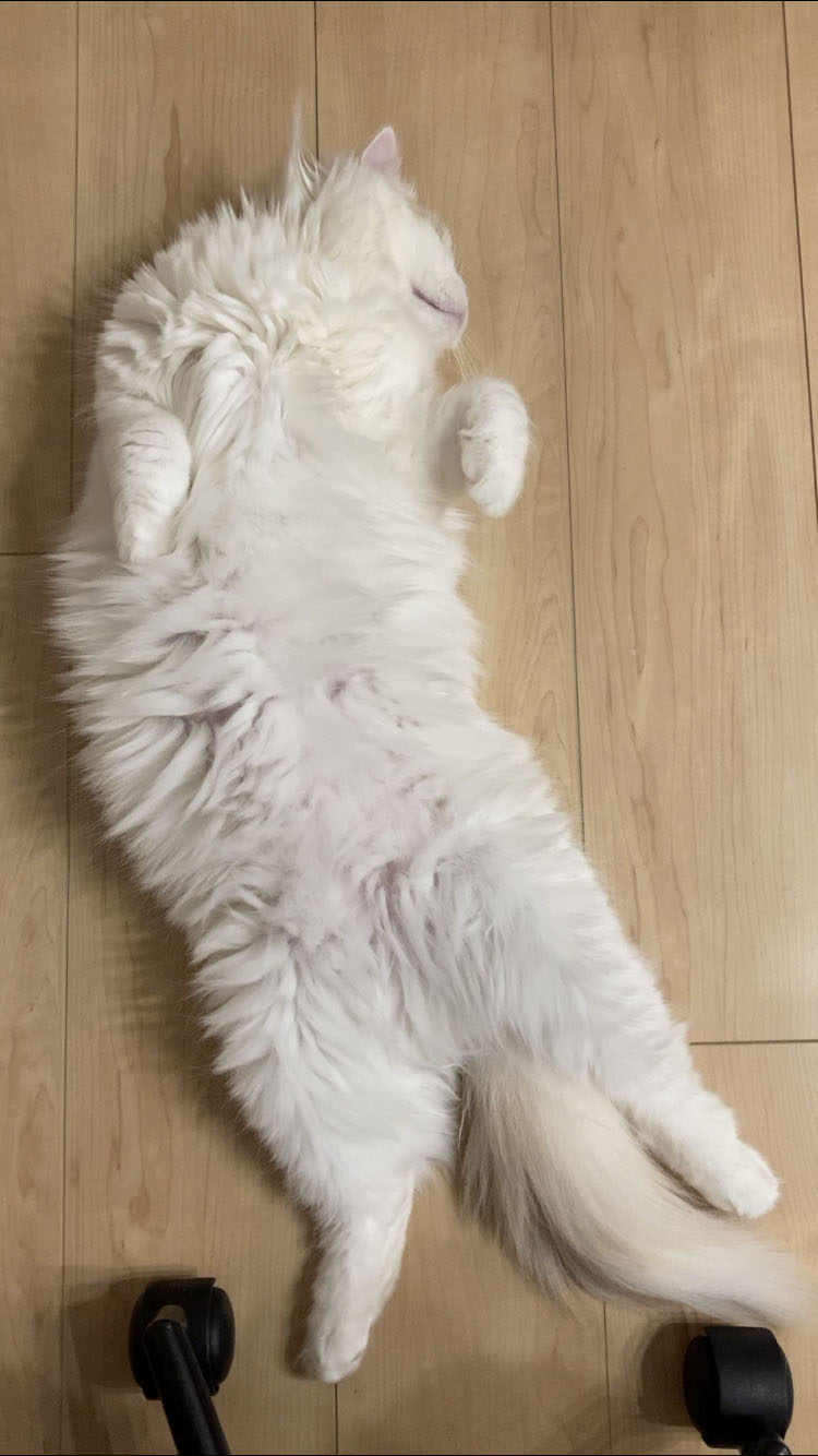 ノエル