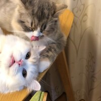 エメ（上）とノエル（下）。