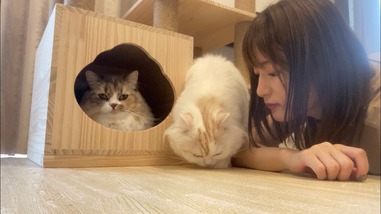 エメとノエルと小松未可子。