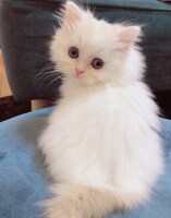 小さい頃のノエル。