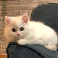 小さい頃のノエル。