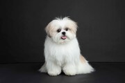 本秀康の愛犬・モコゾウ。2016年12月27日生まれの男の子。お母さんはシーズー、お父さんはポメラニアンのミックス犬。食いしん坊な性格で、好物は安納芋とトマトと桃。