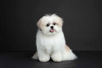 本秀康の愛犬・モコゾウ。2016年12月27日生まれの男の子。お母さんはシーズー、お父さんはポメラニアンのミックス犬。食いしん坊な性格で、好物は安納芋とトマトと桃。