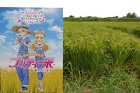 「プリティー米」の成長の様子。