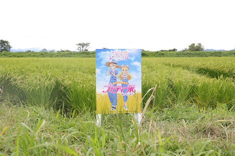 「プリティー米」の成長の様子。